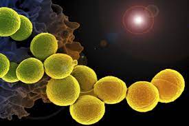 However, they display a remarkable variety of forms when viewed microscopically: 3 Common Bacteria Shapes