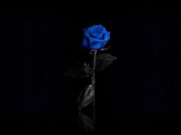 Beautiful Blue Rose On Black Background Blue Roses Wallpaper Rose Wallpaper Blue Rose