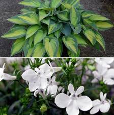 As the name implies, it also features bright red berries in fall. Shade Loving Plants Growing And Care A Full Guide Gardening Tips