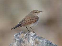 Image result for Psychotria articulata