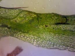 Image result for Didymoglossum