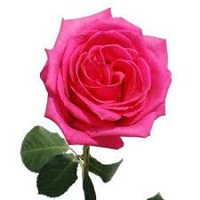 Ravel Hot Pink Rose Fiftyflowers Com Hot Pink Roses Pink Flower Arrangements Dark Pink Weddings