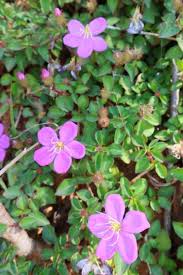 Image result for Heterotis rotundifolia