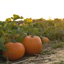 Put your pumpkin seed envelope in a plastic container. Saving Pumpkin Seeds For Growing