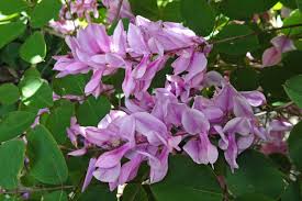 Image result for Indigofera kirkii