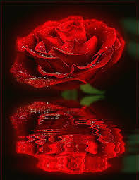 Quante rose si regalano ad una donna donne magazine. Pin Su Gifs