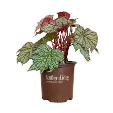 Image result for Begonia potamophila