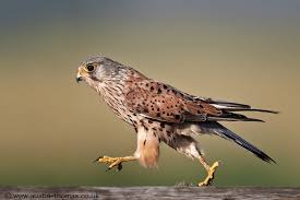 Birds Of Prey Digital Release Date Uk Corner Of The Cabinet Running Birds Of Prey By Austin Thomas Birds Of Prey Prey Bird Photography