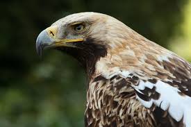 Was founded in 2004 to provide various high quality services parallel to the developing shipping industry, adler shipping and ship services ltd., targets to improve. Adler Biologie Wikipedia