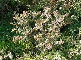 Image result for Berkheya bipinnatifida