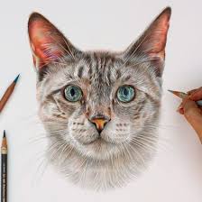 Monty Siamese Cat Portrait By Coloured Pencil Artist Angie Coloredpencilartwork Cat Portraits Colored Pencil Portrait Color Pencil Drawing