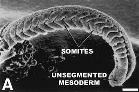 Two postdocs, bruce lipton and david packard, began studies of somite developent in our lab. Somite Development In Zebrafish Stickney 2000 Developmental Dynamics Wiley Online Library