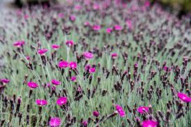 Pfingst Nelke Feuerhexe Dianthus Gratianopolitanus Feuerhexe Gunstig Online Kaufen Nelken Staudenbeet Pflanzen Bestellen