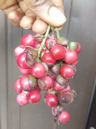 Image result for Maesobotrya