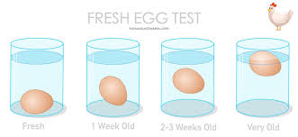 Egg Float Test How To Tell Which Eggs Are Fresh Know Your Chickens