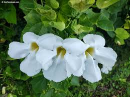 Image result for Thunbergia racemosa
