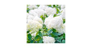 Image result for Gaertnera paniculata