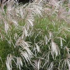 Maybe you would like to learn more about one of these? Chinese Silver Grass Early Hybrids Seeds Under The Sun Seeds Silver Grass Yakushima Maiden Grass