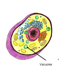 We did not find results for: Animal Cel Vacuole Biological Science Picture Directory Pulpbits Net