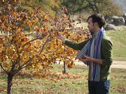 When the genus mespilus is included in the genus crataegus, the. Medlar The Best Fruit You Ve Never Heard Of Root Simple