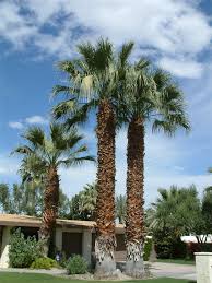 Image result for Washingtonia filifera