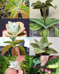 Image result for Kalanchoe gastonis-bonnieri