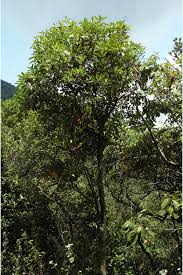 Image result for Pavetta incana