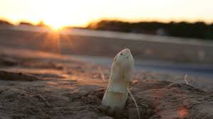 Die „heute show meldet sich nach der winterpause zurück. Zdf Heuteshow Dreht Auf Dem Spargelhof Ernahrung Nrw