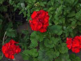 We did not find results for: Top Red Annual Flowers For Your Garden Hgtv