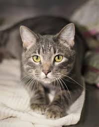Adopt Phil A Lovely Unknown Domestic Shorthair Mix Available For Adoption At Petango Com Siberian Cats For Sale Cat Adoption Cat Today