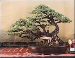 Tanaman bonsai fuschia termasuk dalam daftar rekomendasi tanaman bonsai tokopedia ni toppers. 140 Ide Bonsai Pohon Bonsai Bonsai Pohon