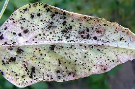 Image result for rez rzivost ostru%u017Einy