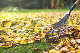 The Importance of Fall Cleanup: Essential Tips for a Healthy Lawn - Yardly