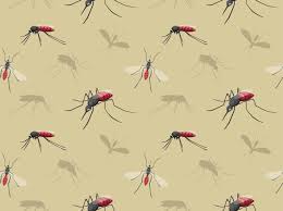 For all your heating, air conditioning & plumbing needs, aggressive mechanical contractors, inc. Mosquito Wallpapers Top Free Mosquito Backgrounds Wallpaperaccess