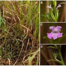 Image result for Striga linearifolia