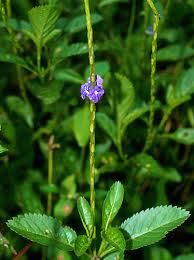 Image result for Stachytarpheta jamaicensis