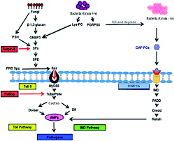 It is used in agriculture to do things such as, improve the yields of important economic crops, and provide insect or pest resistance. Antimicrobial Peptides From Bombyx Mori A Splendid Immune Defense Response In Silkworms Rsc Advances Rsc Publishing Doi 10 1039 C9ra06864c