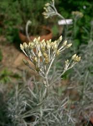 Image result for Helichrysum kirkii