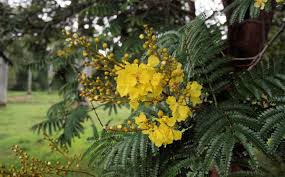 Image result for Peltophorum dubium