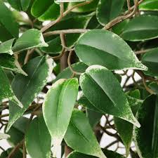 5.0 out of 5 stars. Fejka Artificial Potted Plant In Outdoor Weeping Fig 21 Cm Ikea