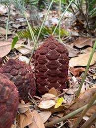 Image result for Tinnea zambesiaca