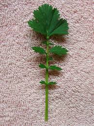 Image result for Eriosema pentaphyllum