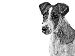 Image result for foxteriér hladkosrstý