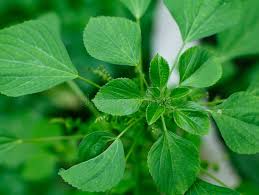 Image result for Acalypha ciliata