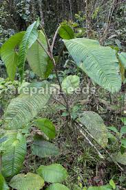 Image result for Pityrogramma aurantiaca