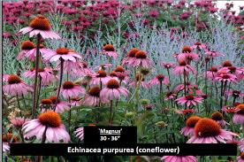 We did not find results for: The Best Of The Best Perennial Plants For Rain Gardens Blog Embassy Landscape Group