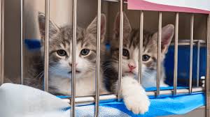 small animals