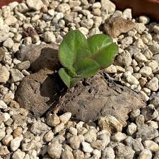 Image result for Aeollanthus subacaulis