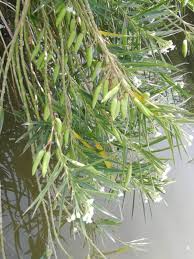 Image result for Kanahia laniflora