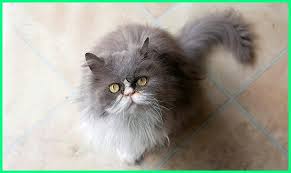 Tahukah kamu warna biru rusia ini? 13 Daftar Harga Jenis Kucing Paling Mahal Di Dunia Dunia Fauna Hewan Binatang Tumbuhan